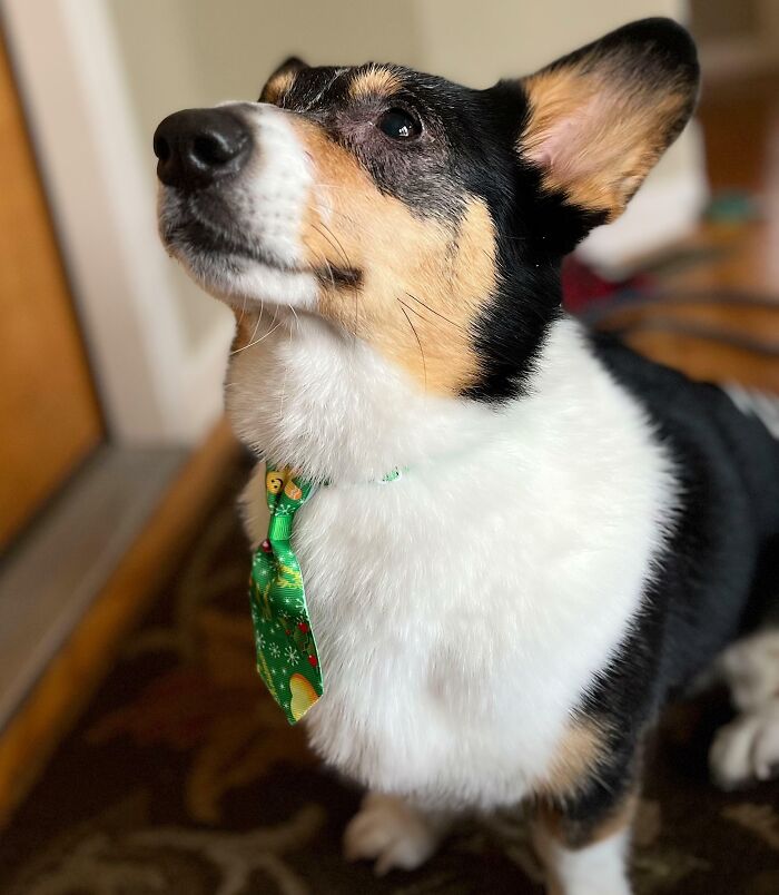 An adorable corgi dog wearing a green holiday tie