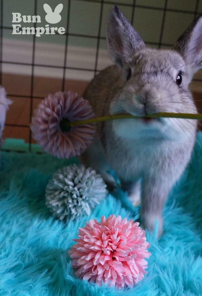 An adorable rabbit holding a pink flower, like an animal on the payroll.