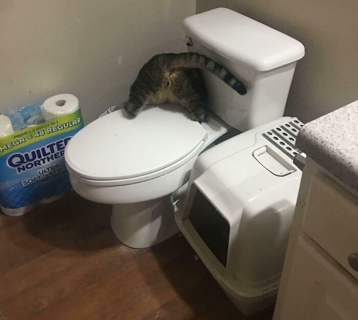 Funny cat stuck headfirst in a toilet, representing hilarious and adorable animals