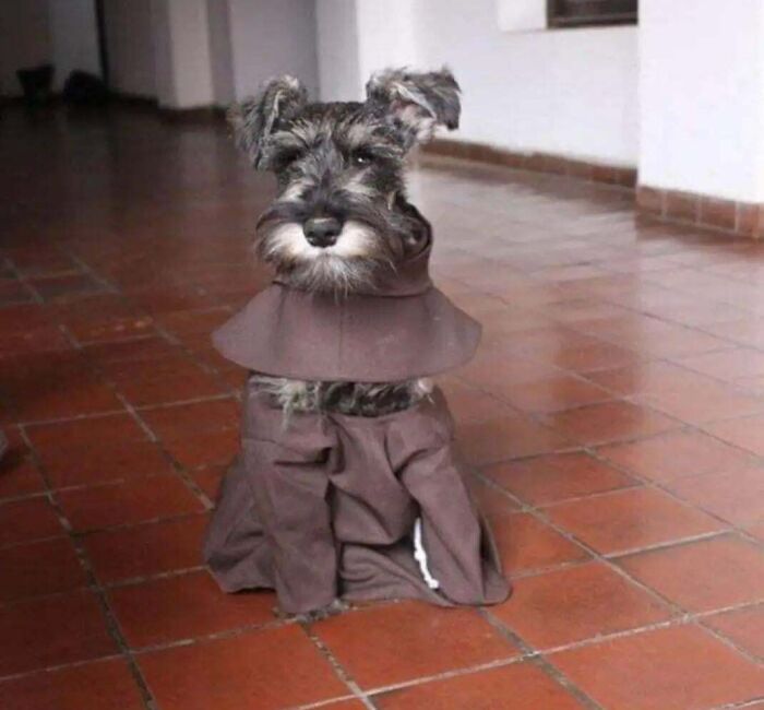 A small Schnauzer dog dressed up in a monk robe, exemplifying adorable animals on the payroll.