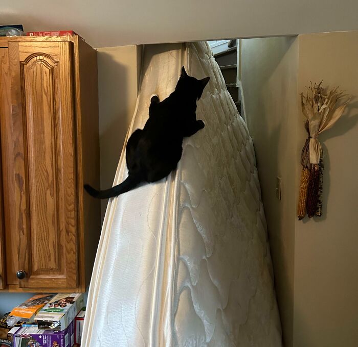 An adorable black cat climbing up a mattress leaning against a wall