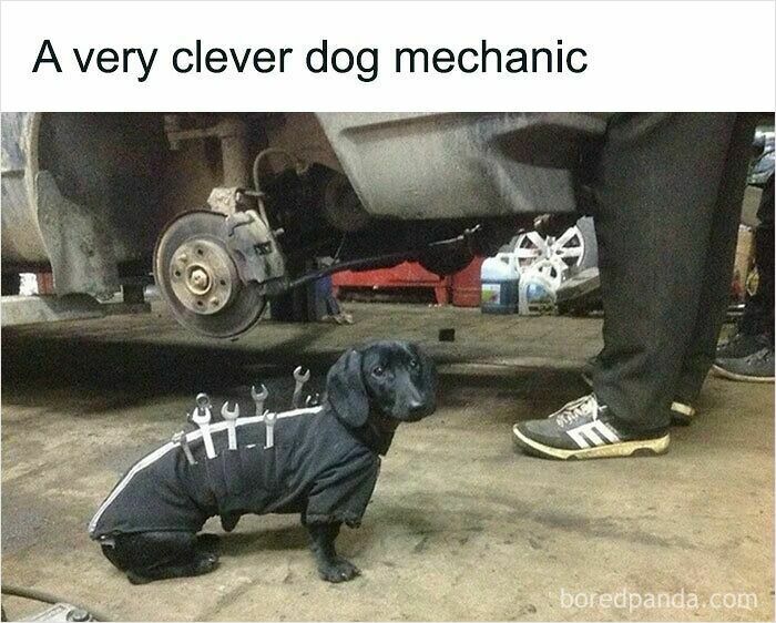 A tiny dachshund dog wearing a tool vest working as a mechanic under a car