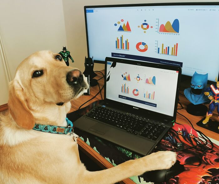 An adorable dog sitting at a desk with a laptop displaying charts, acting like a working animal