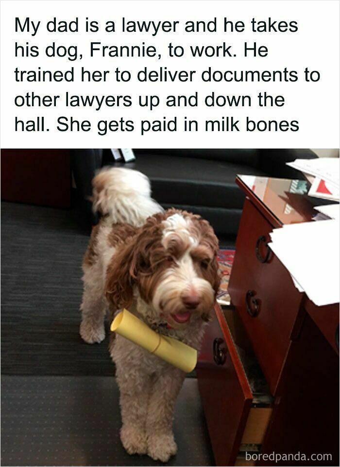 An adorable fluffy dog delivering documents in an office, carrying a rolled paper in its mouth