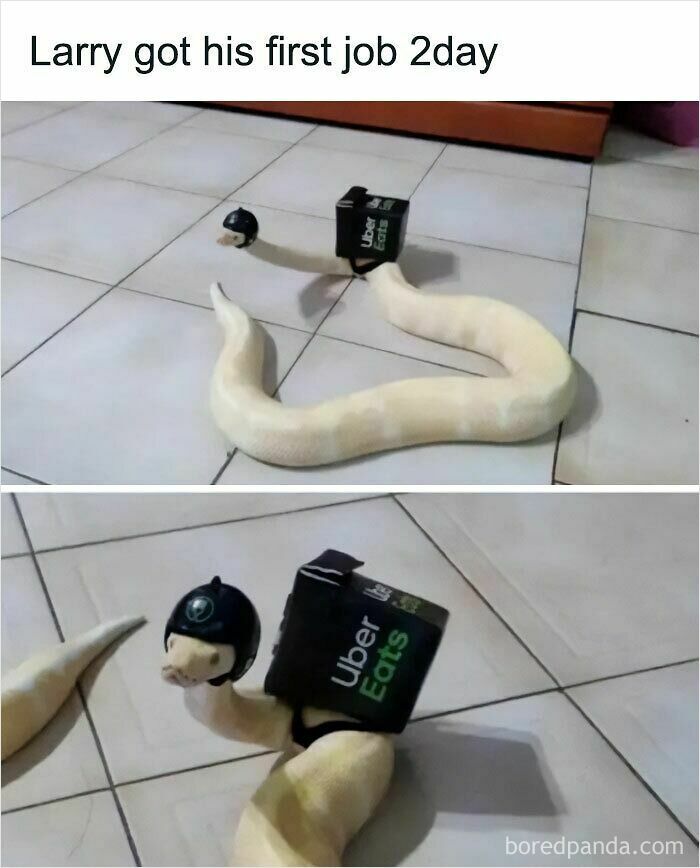 A white snake as an adorable animal on the payroll, wearing a tiny helmet and a miniature delivery backpack