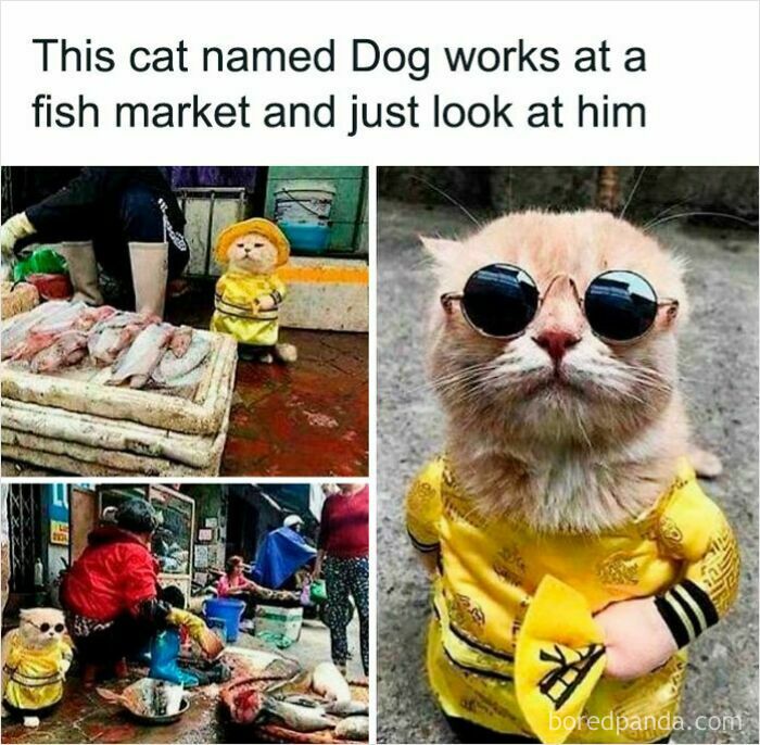 Adorable cat wearing a yellow outfit and sunglasses working at a fish market