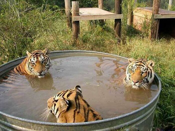 Three unhinged tigers soaking in a large metal tub in an outdoor enclosure.