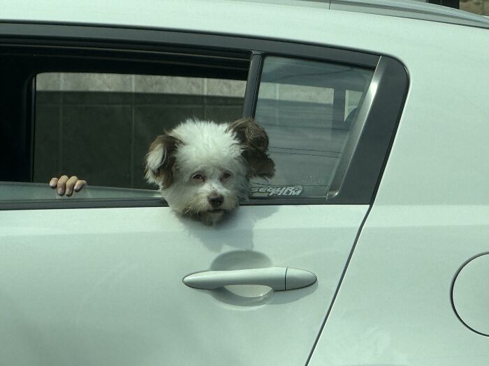 A funny optical illusion with a dog and a human hand on a car door, making you look twice.