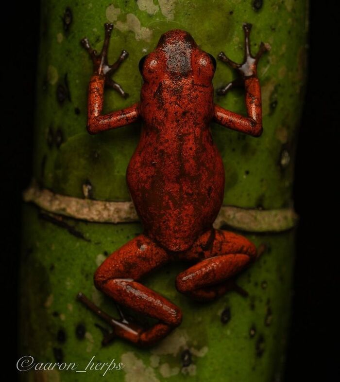Strawberry Poison Dart Frog