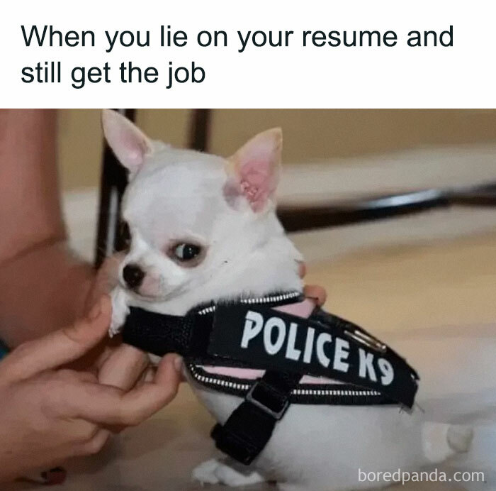 A tiny Chihuahua wears a Police K9 vest, illustrating a funny animal meme about lying on a resume.