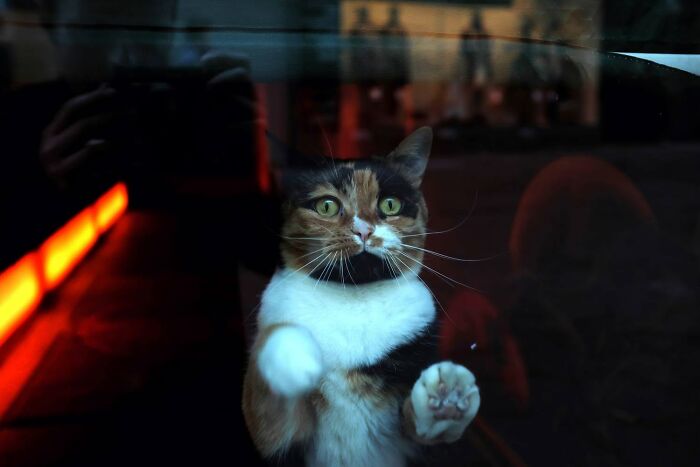 A calico cat looking out a window, paws pressed against the glass, in Jeffrey De Keyser’s street photography.