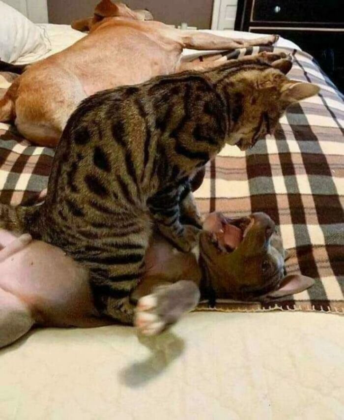 A cat on a dog with unhinged images on a bed, playfully wrestling and creating a funny scene.