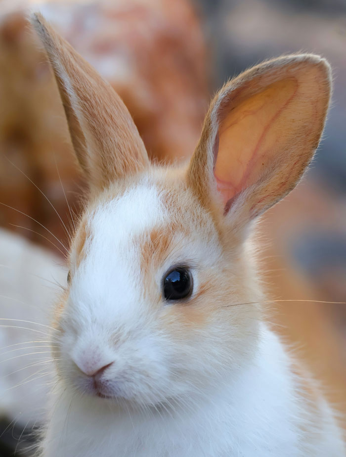 A close-up of a cute rabbit, contrasting with landlords' nightmarish tenant stories.