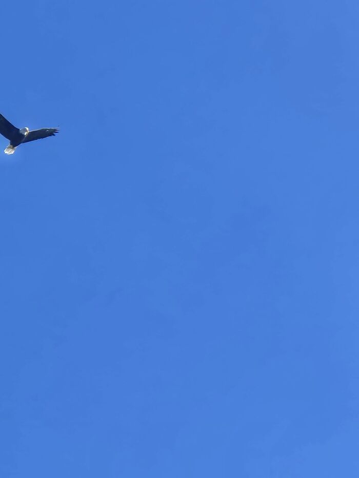 Eagle soaring in clear blue sky wildlife photo