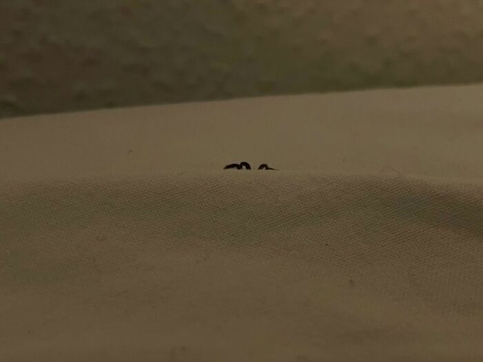 Tiny wildlife ants peeking over fabric edge in dim light