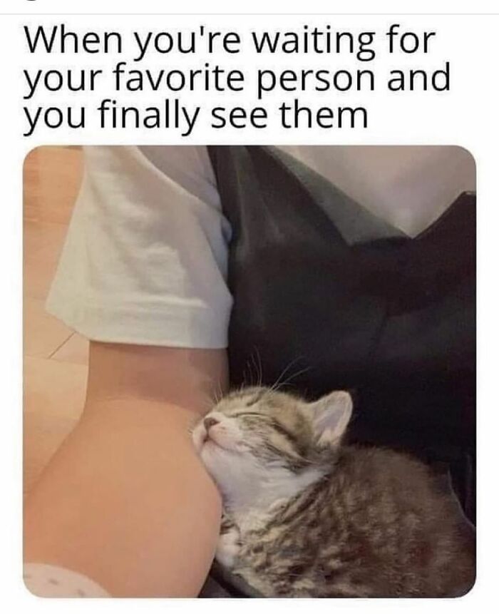A funny cat meme showing a tiny kitten snuggled up to a persons arm, illustrating the joy of seeing a favorite person.