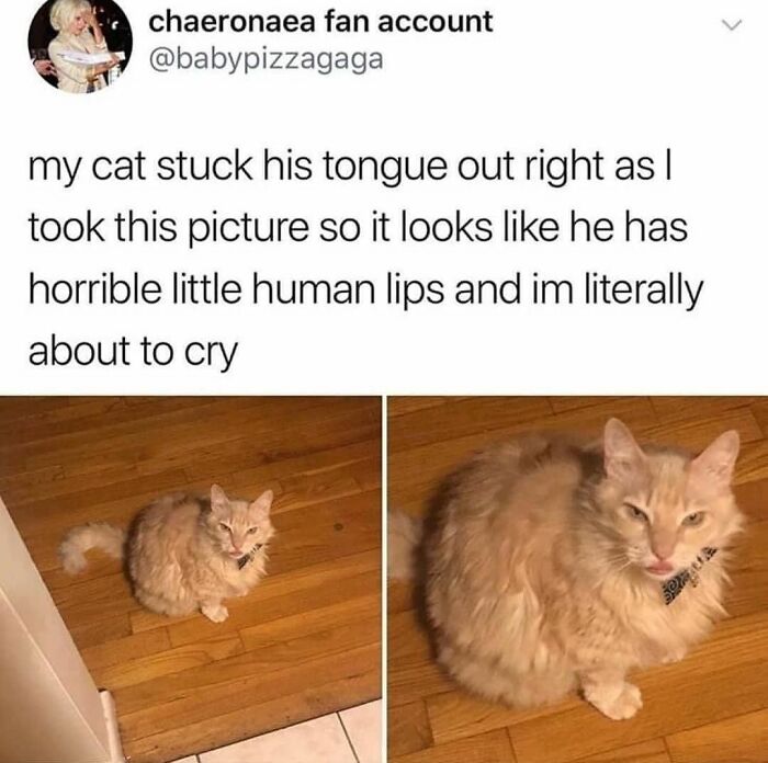 A funny cat meme features a cat with its tongue sticking out, looking like it has human lips, creating a comical cat meme.
