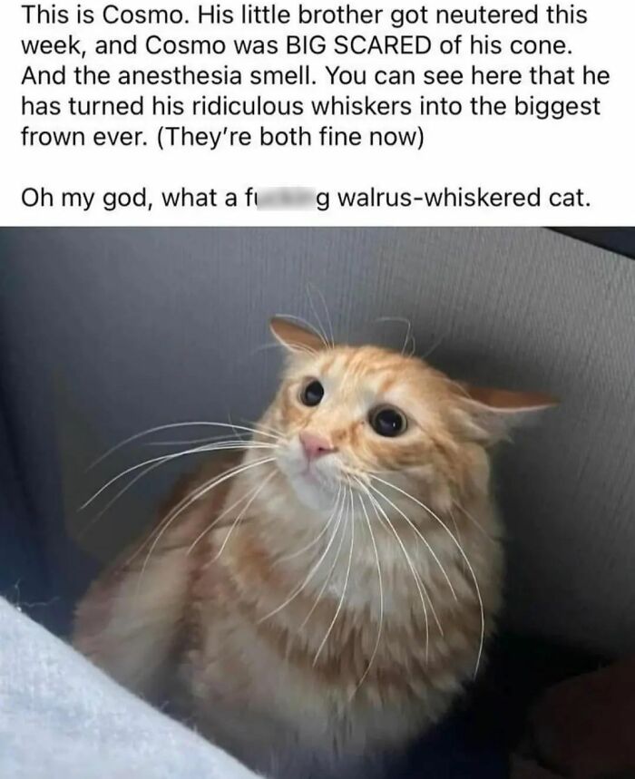 A funny cat meme shows a scared cat with wide eyes and flattened ears, humorously described as a walrus-whiskered cat meme.