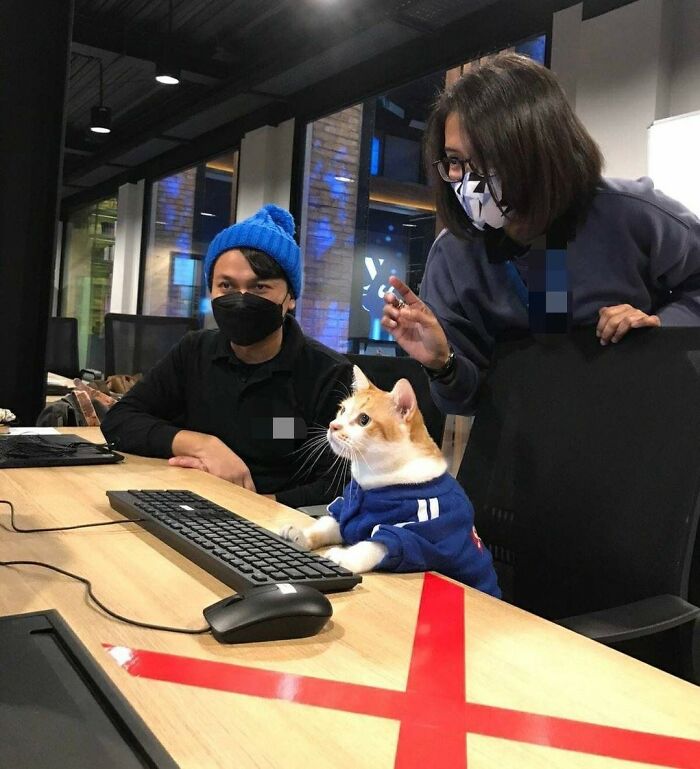 Hilarious cats at work: A cat in a blue shirt with two people at an office desk, paws on a keyboard.
