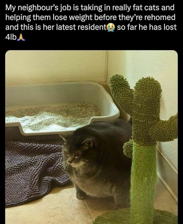 A funny cat meme, a large grey cat, standing next to a litter box and a scratching post.