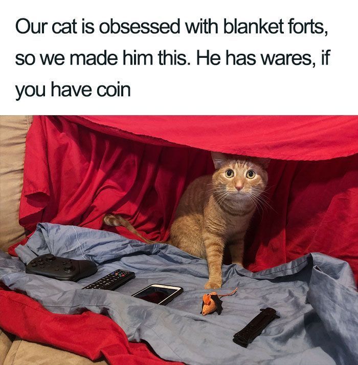 Funny cat meme featuring an orange cat in a blanket fort with a meme text: Our cat is obsessed with blanket forts