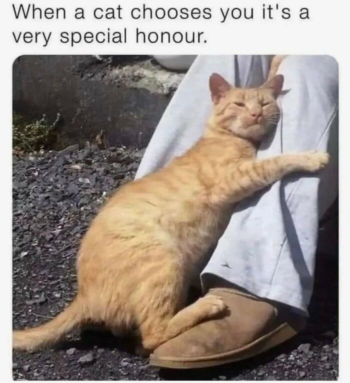 A happy orange cat meme hugging a person's leg, showing affection and choosing them.