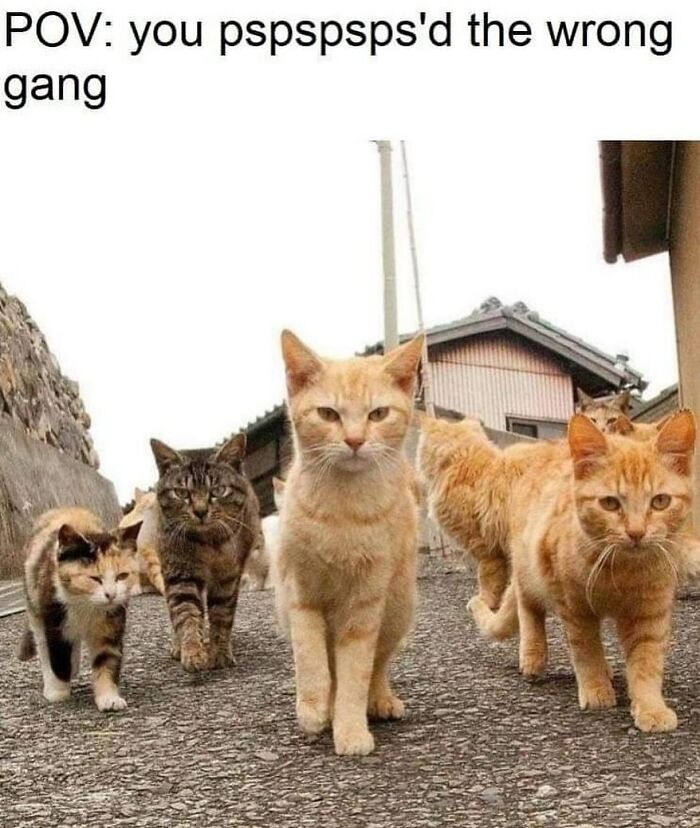 A funny cat meme depicting a gang of cats walking towards the camera, with the text: POV: you pspspspsd the wrong gang.