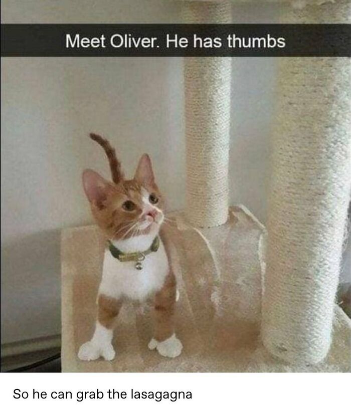 A funny cat meme showing an orange and white cat named Oliver with thumbs, standing next to a scratching post.