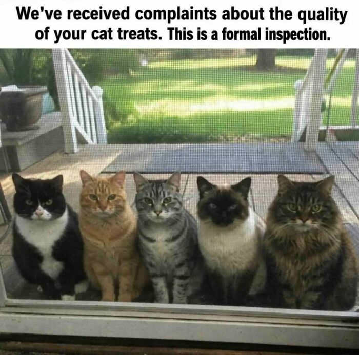 Five funny cat memes line up at a door for a formal inspection of cat treats to lift your spirits.