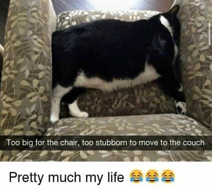 A funny cat meme with a black and white cat sprawled across a chair, text reads: Too big for the chair, too stubborn to move to the couch.