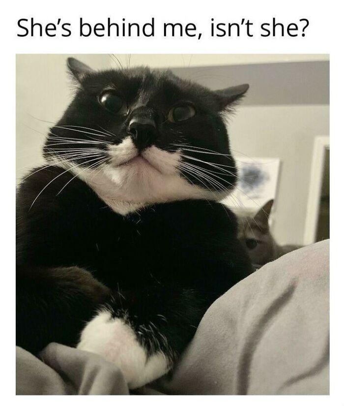 A black and white cat with wide eyes and puffed cheeks, looking surprised, another cat visible behind, a funny cat meme.