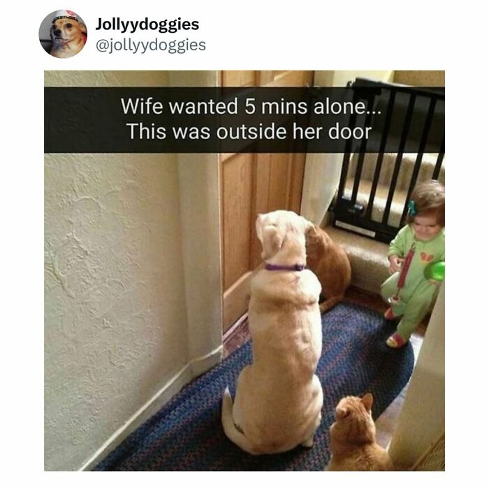 Funny dog memes showing a dog and cats waiting outside a closed door for their owner.