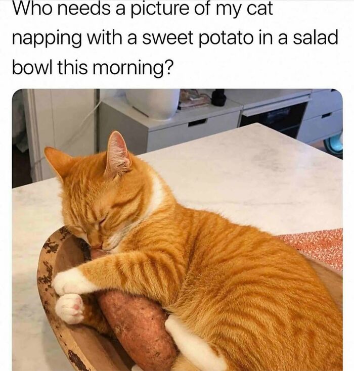 An orange tabby cat napping comfortably with a sweet potato in a wooden bowl, a funny cat meme.