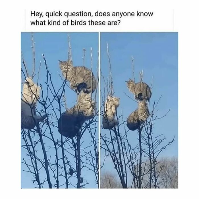 Several cats perched in bare trees, humorously mistaken for birds, a funny cat meme.
