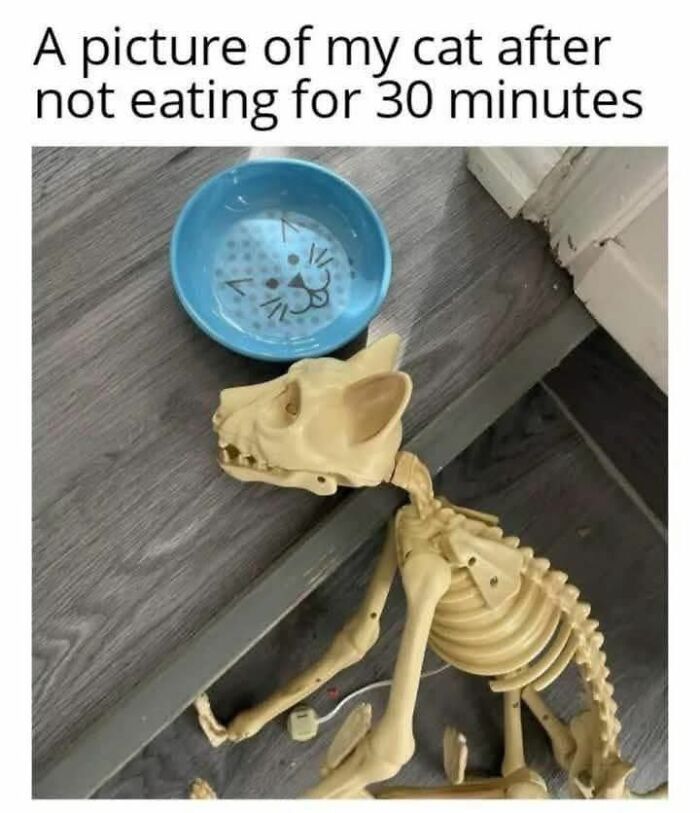 A humorous cat skeleton next to an empty food bowl, representing a funny cat meme about hunger.