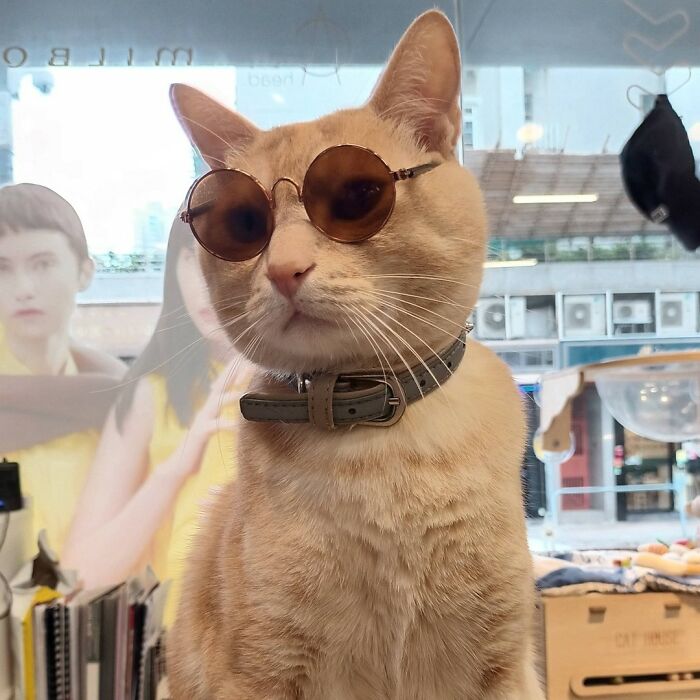 Hilarious cats at work: A cool cat wears small round sunglasses and a collar, looking forward intently.