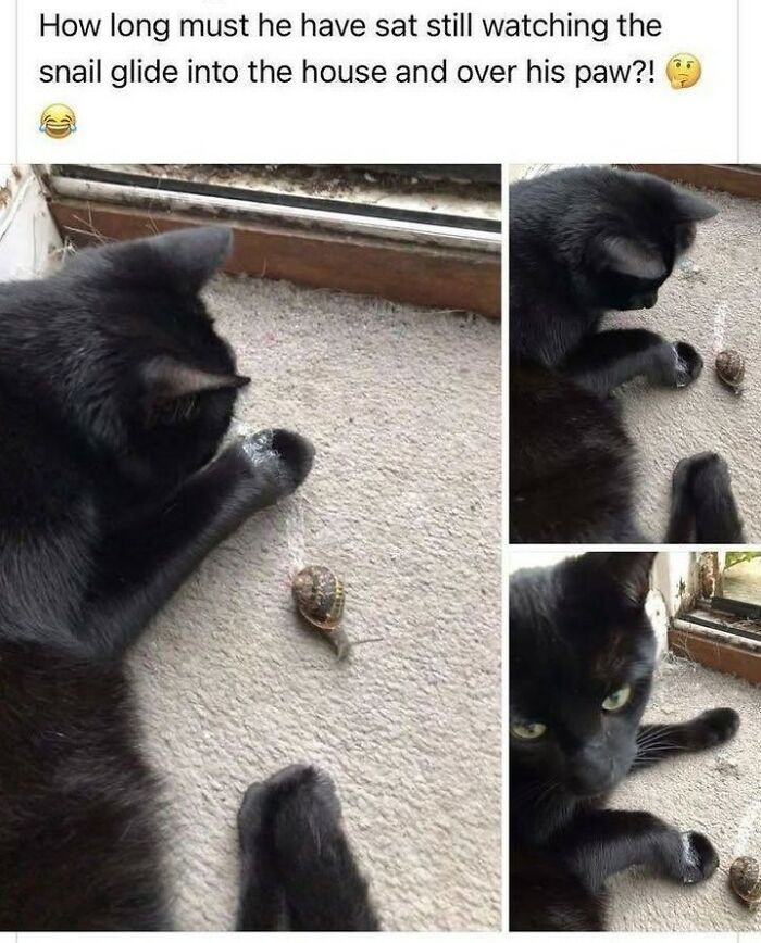 A black cat curiously observing a snail on the carpet, with a thoughtful expression, a funny cat meme.