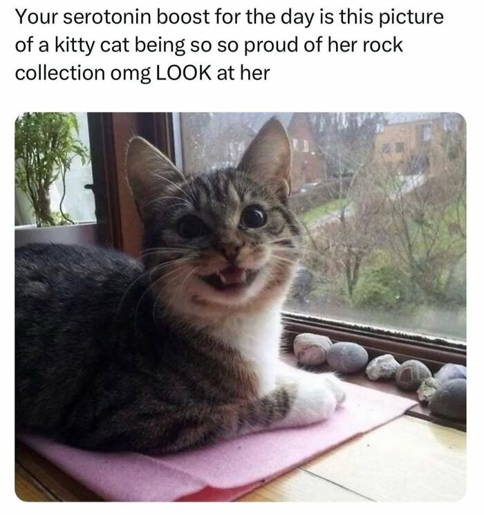 A happy tabby cat with a wide smile, showing off a collection of rocks, sharing funny cat memes.