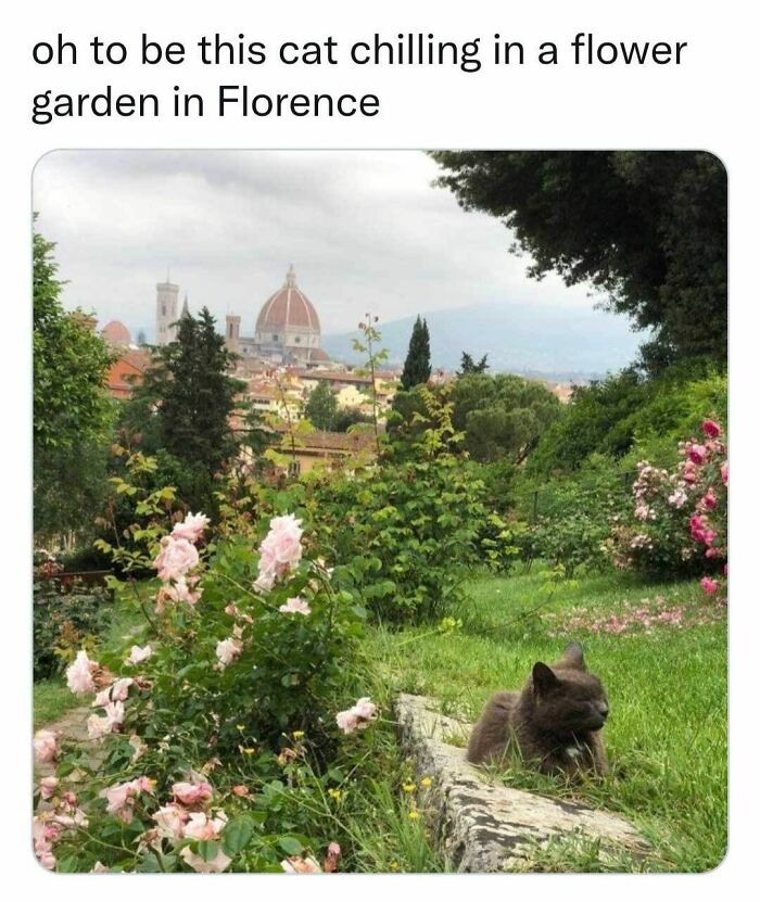 Funny cat memes of a cat relaxing in a beautiful flower garden in Florence, perfect for lifting spirits.