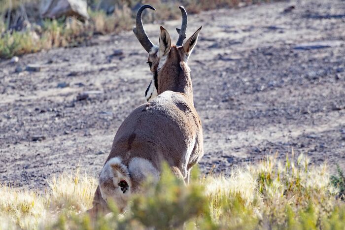 Wildlife animal with curved horns sitting on rocky ground facing away