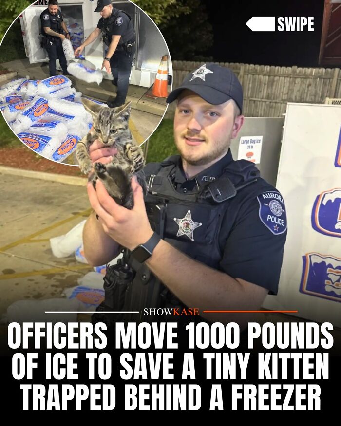 A police officer rescuing a kitten from behind a freezer, representing wholesome stories of animal rescue.