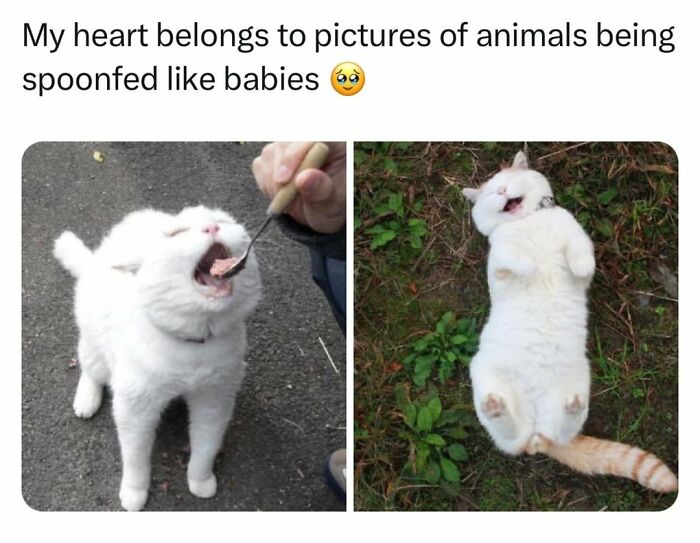 A duo of funny cat memes, one cat being spoon-fed and another fluffy cat lying on its back, capturing funny cat moments.