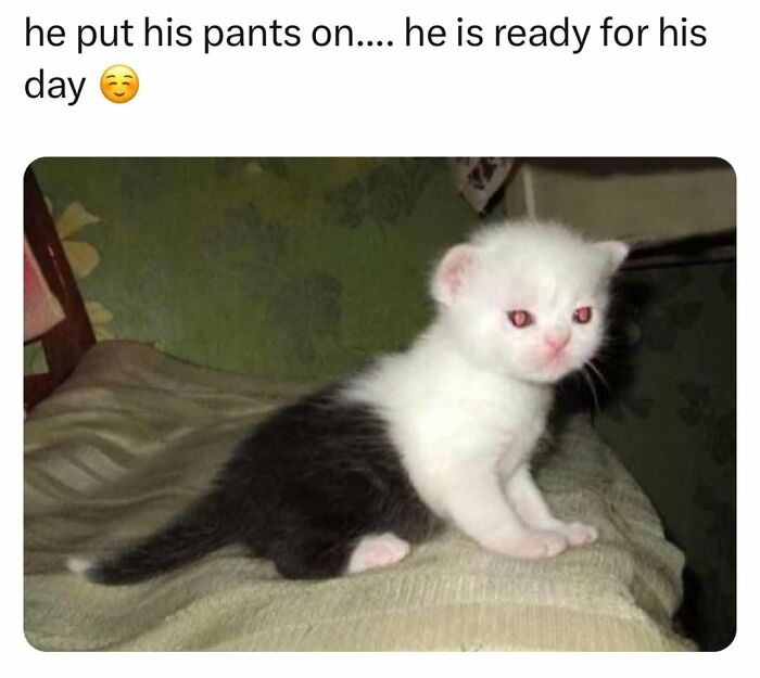 A small, fluffy white and black kitten cat meme, looking adorable and ready for its day.
