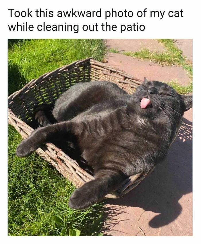 A black furry cat meme lying in a woven basket outdoors, sunbathing with its tongue sticking out, a funny cat.
