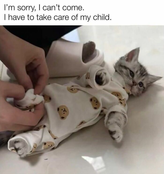Funny cat memes of a kitten in a bear onesie, being dressed by hands, conveying a sweet, humorous moment.