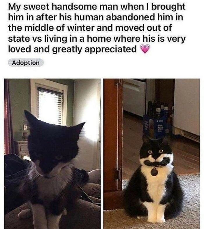 Funny cat memes showing a once abandoned cat before and after, now loved and appreciated, lifting spirits.