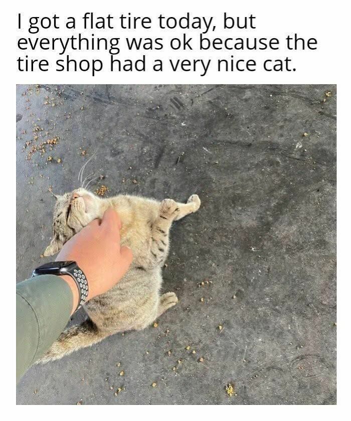 A person petting a content tabby cat lying on the ground. Funny cat memes for furry friends.