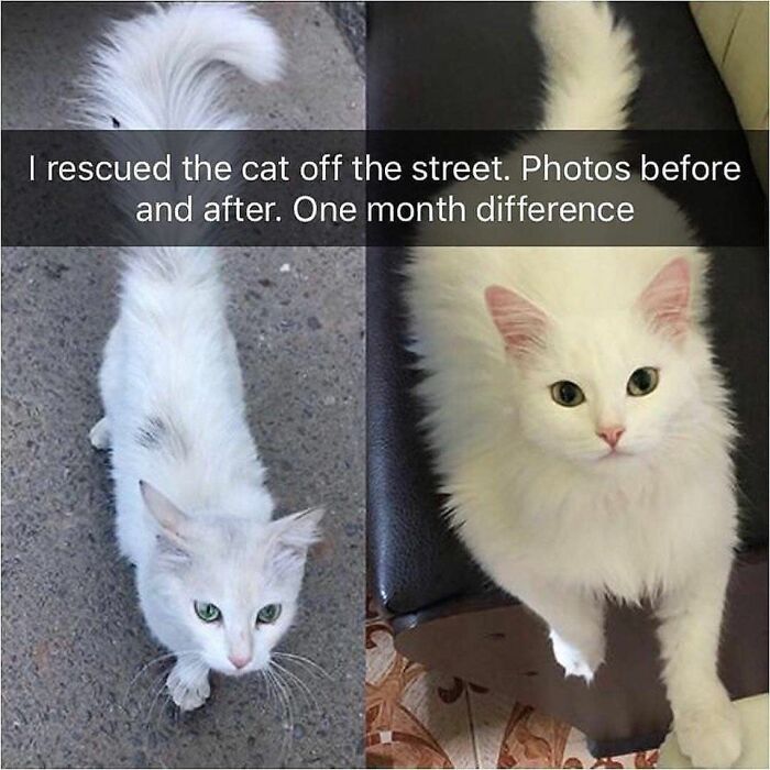 Before and after images of a white cat rescued from the street, showing its transformation. Funny cat memes.