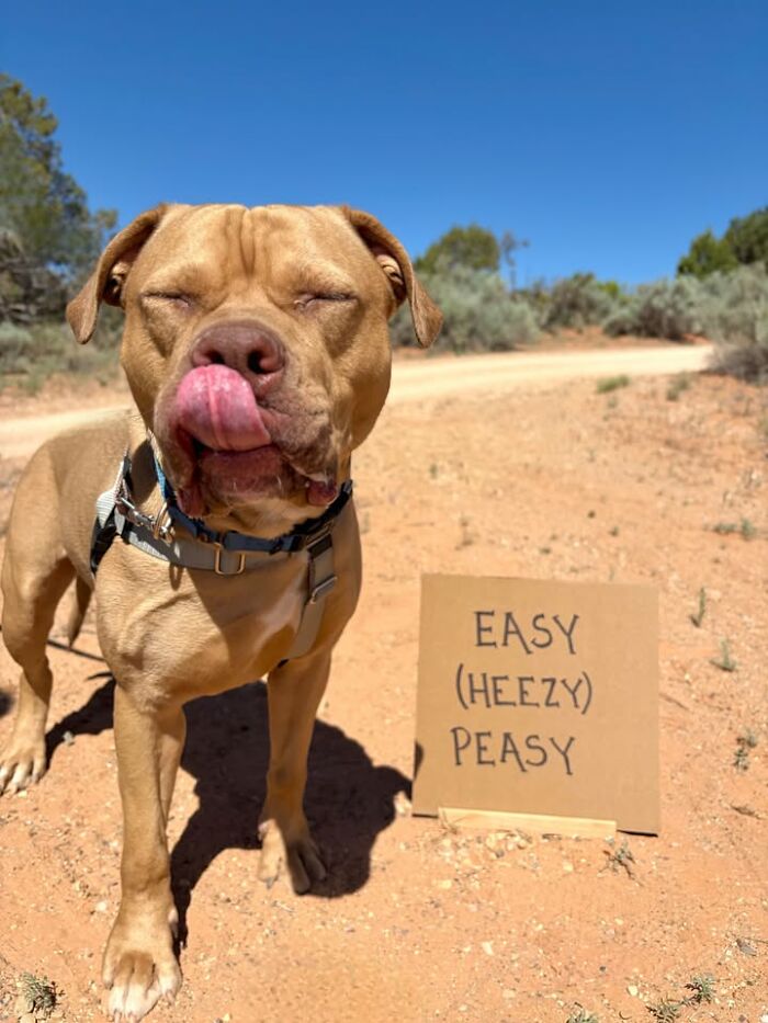 A happy dog with a cardboard message sign about easy adoption, showcasing adoptable pups.