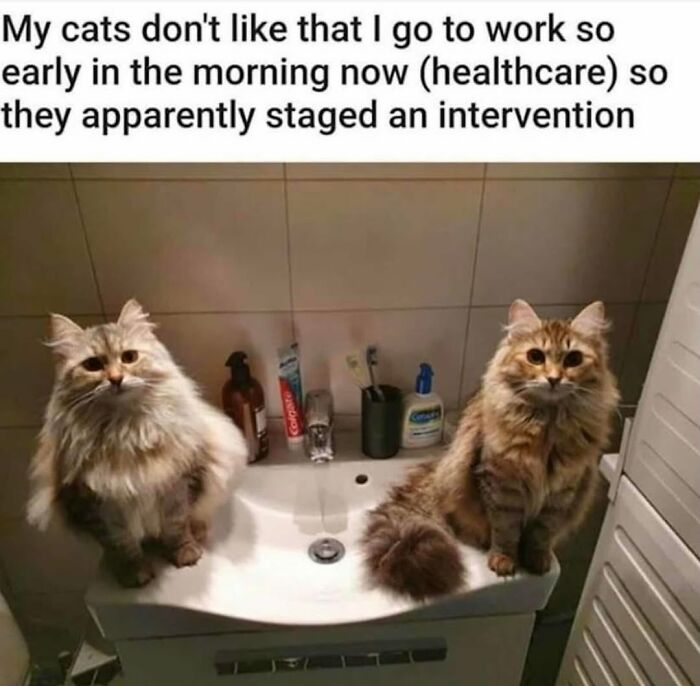 Two fluffy cats sitting in a bathroom sink, staring at the camera. Funny cat memes for furry friends.